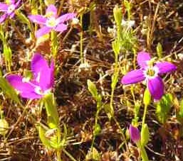 Canchaluaga Canchaluaga