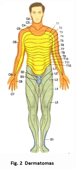 Puntos
generales (dermatomas) Puntos
generales (dermatomas)