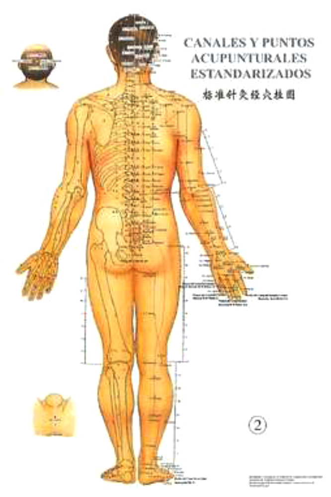 Puntos y meridianos
principales, parte de atrás Puntos y meridianos principales,
parte de atrás