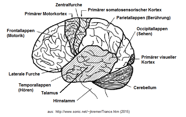 Esquema del cerebro con el cortex
somatosensorial y con el tálamo Esquema del cerebro con el cortex
somatosensorial y con el tálamo