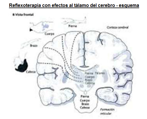 Reflexoterapia con
efectos al tálamo del cerebro - conexiones con
cabeza, brazo, tronco y pierna Reflexoterapia con efectos al tálamo
del cerebro - conexiones con cabeza, brazo,
tronco y pierna