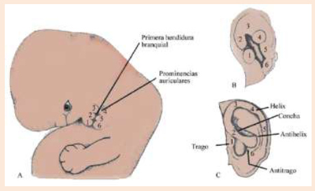 Embriología Embriología