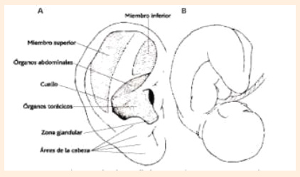 Embriología 02 Embriología 02