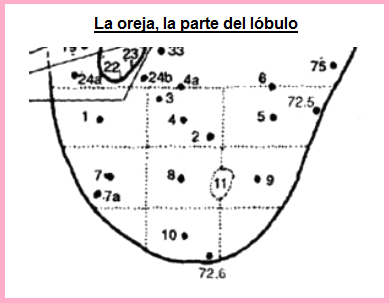 Cartograma auricular, el sector
bajo Cartograma auricular, el sector
bajo