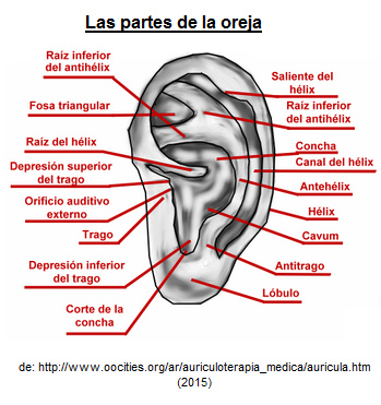 Las partes de la
oreja Las
partes de la oreja