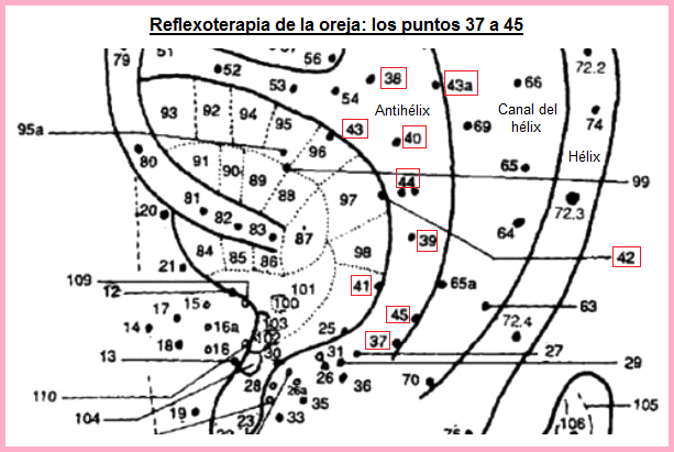 La
parte central de la oreja con los puntos 37
a 45 La parte central de
la oreja con los puntos 37 a 45