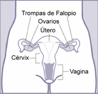 �rganos genitales de la
                  mujer con ovarios, trompas, �tero, c�rvix (cuello
                  uterino) y vagina - esquema