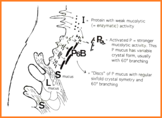 Fig. 10: proceso de
                    “muc�lisis” y conducci�n (Espermatozoides hacia el
                    �tero