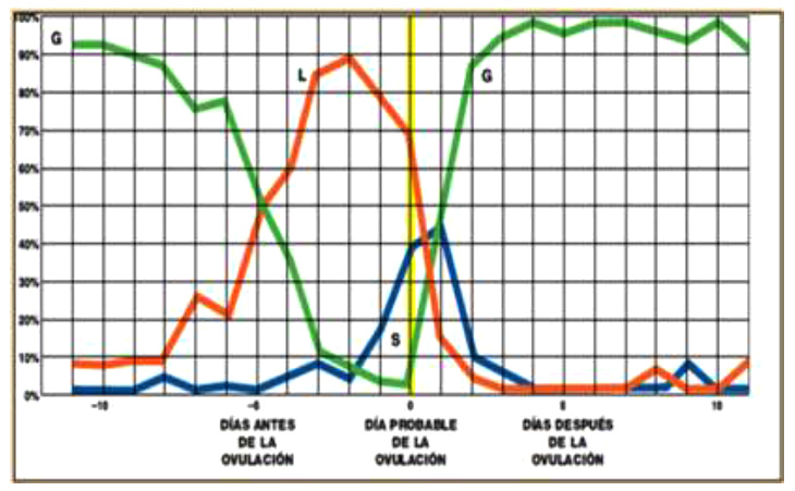 Fig. 11: mezclas de mocos
                    cervicales durante el ciclo femenino - diagrama