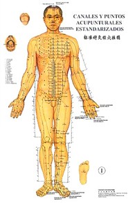 Acupuntura, los puntos en los
                            meridianos