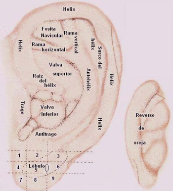 Las zonas de la oreja