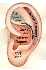 Die Organzonen der
              Ohrakupressur