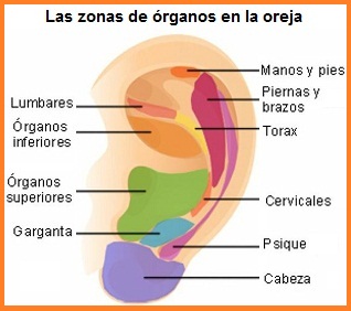Las zonas de �rganos en
              la oreja
