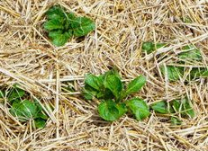 Beet mit Mulch aus
            Stroh