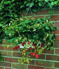 Strawberries in a hanging kettle