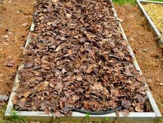 Beet mit Mulch aus Holzschnitzeln Beet mit
Mulch aus Holzschnitzeln