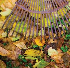 Herbstlaub Herbstlaub