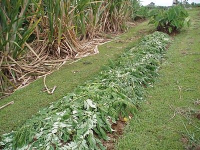 Grünmulch auf einem Dammbeet mit Baumblättern Grünmulch auf einem Dammbeet mit Baumblättern