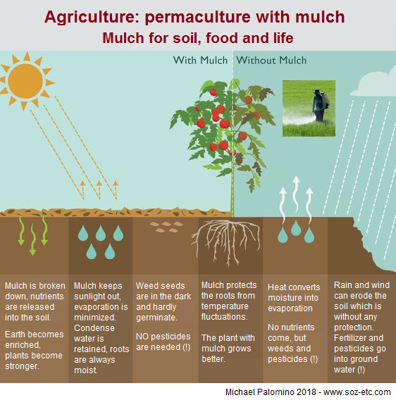 Mulching,
scheme with nutrients, condensation and
without weeds and without pesticides Mulching, scheme with nutrients,
condensation and without weeds and without
pesticides
