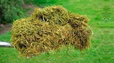 Grasschnitt, Grünschnitt, Rasenmulch Grasschnitt, Grünschnitt, Rasenmulch