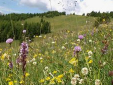 Magerwiese mit vielen Blumen Magerwiese mit
vielen Blumen