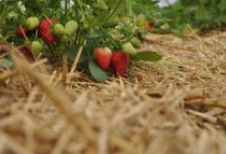 Gemulchte Erdbeeren mit Strohmulch Gemulchte Erdbeeren mit Strohmulch