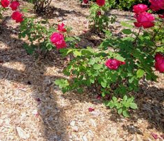Gemulchte Rosen mit Rindenmulch oder
Holzschnitzelmulch Gemulchte Rosen mit Rindenmulch
oder Holzschnitzelmulch