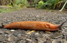 Eine Wegschnecke überquert einen Steinweg Eine Wegschnecke überquert einen Steinweg