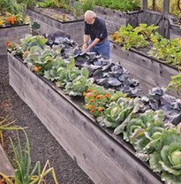 Long
                          raised beds waist high