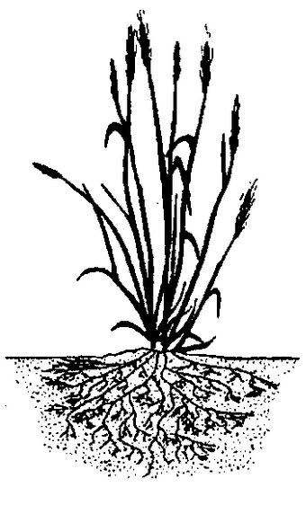 Flachwurzler Gr�serwurzeln