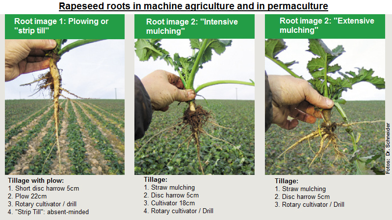 Rapeseed roots after plowing, after
straw mulching intensive, after straw
mulching extensively Rapeseed roots
after plowing, after straw mulching
intensive, after straw mulching
extensively