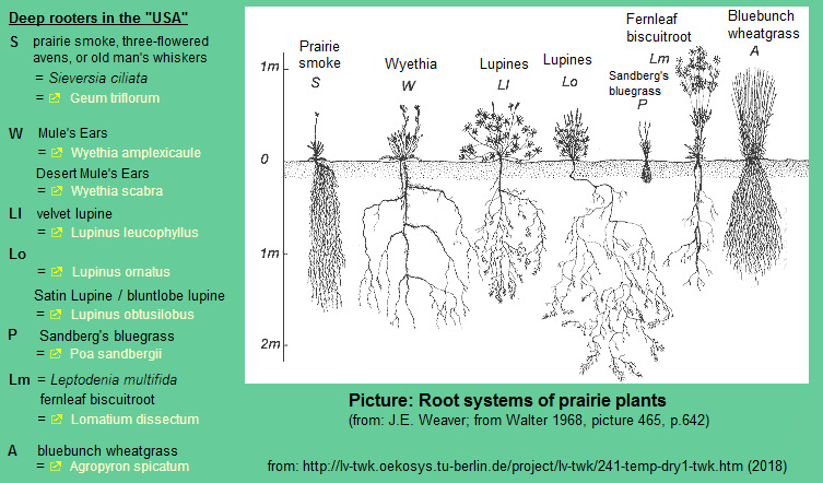 Deeprooter food forage plants in the
"USA": Prairie smoke, Whyetia
scabra, Lupines, bluebunch wheatgrass Deeprooter food forage plants in the
"USA": Prairie smoke, Whyetia
scabra, Lupines, bluebunch wheatgrass