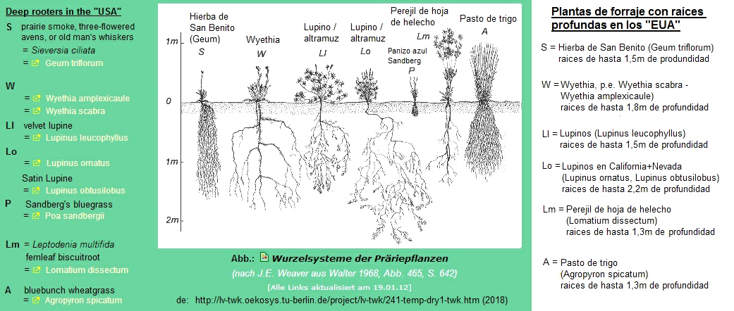 Plantas
                            forrajeras con ra�ces largas en los
                            "EUA": hierba de San Benito
                            (Geum), whyetia, lupino, perejil de hoja de
                            helecho, pasto de trigo