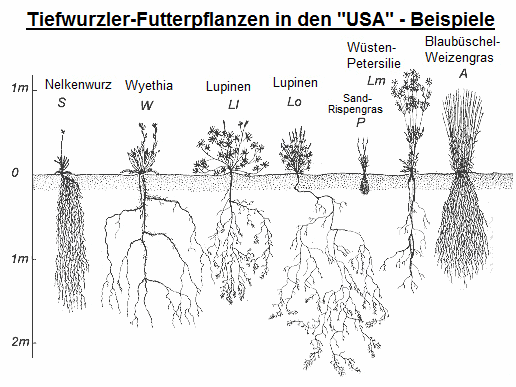 Tiefwurzler-Futterpflanzen in
                        den "USA": Nelkenwurz, Whyetia,
                        Lupinen, Weizengras