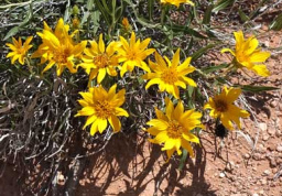 Wyethia scabra. (Desert Mule's
                              Ears)