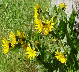 Wyethia amplexicaulis
                                (mule-ears)