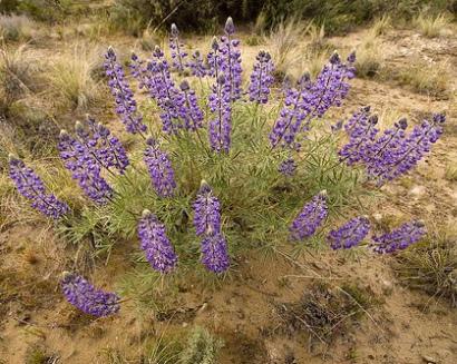 Velvet lupine (Lupinus
                              leucophyllus)