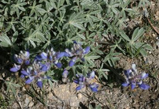 Bluntlobe lupine
                              (Lupinus obtusilobus)