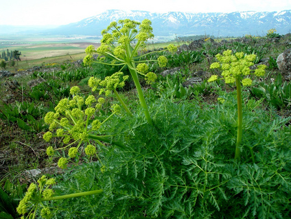 Fernleaf biscuitroot
                                (Lomatium dissectum)