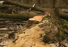 Baum gef�llt und S�gemehl daneben