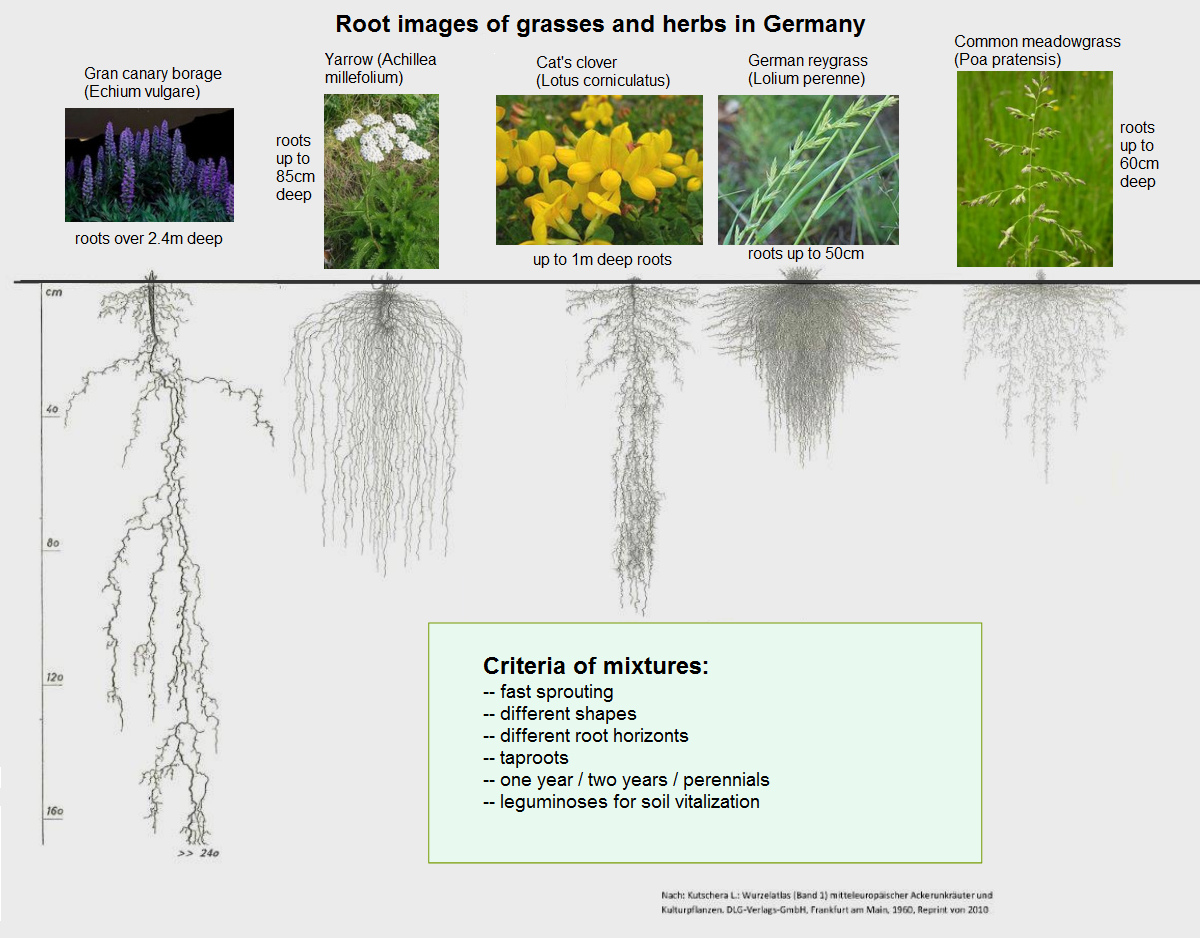 oots of the Gran Canary borage, yarrow, cat's
clover and grasses oots of the Gran Canary
borage, yarrow, cat's clover and grasses