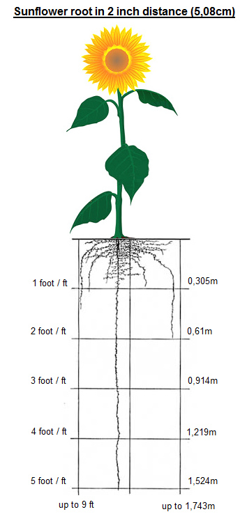 The root image of the sunflower (up
to 9 feet / 1.74m deep) in a close planting
at a distance of 2 inches (8.08cm) The
root image of the sunflower (up to 9 feet /
1.74m deep) in a close planting at a
distance of 2 inches (8.08cm)