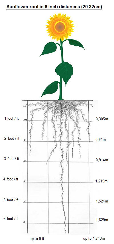 The root image of the sunflower (up
to 9 feet / 1.74m deep) in a less close
planting at an interval of 8 inches
(20.32cm) The root image of the
sunflower (up to 9 feet / 1.74m deep) in a
less close planting at an interval of 8
inches (20.32cm)
