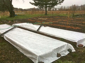 Keimlingsbeete mit Jute abgedeckt