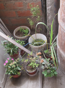 Automatische Bew�sserung mit Wasserkessel und
                  abgeschnittenen Schn�rsenkeln