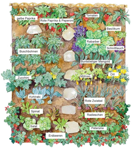 Gem�sefeld mit Mischkultur Schema