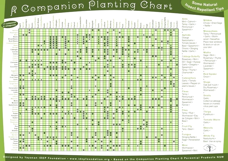 Table: Effects of vegetable partner plants Table: Effects of vegetable partner plants