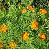 Tagetes minuta Tagetes minuta