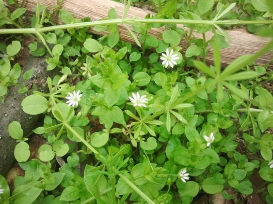 Vogelmiere Vogelmiere