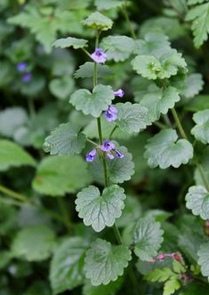 Gundermann Gundermann